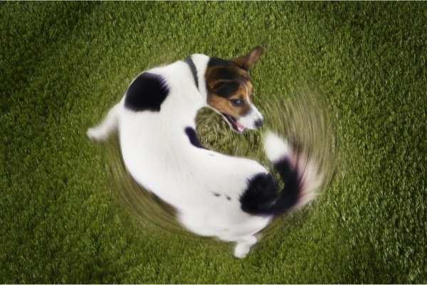 Dog Teeth - 4 Common Dental Problems to Watch for in Dogs - general health Dog Teeth - 4 Common Dental Problems to Watch for in Dogs - general health