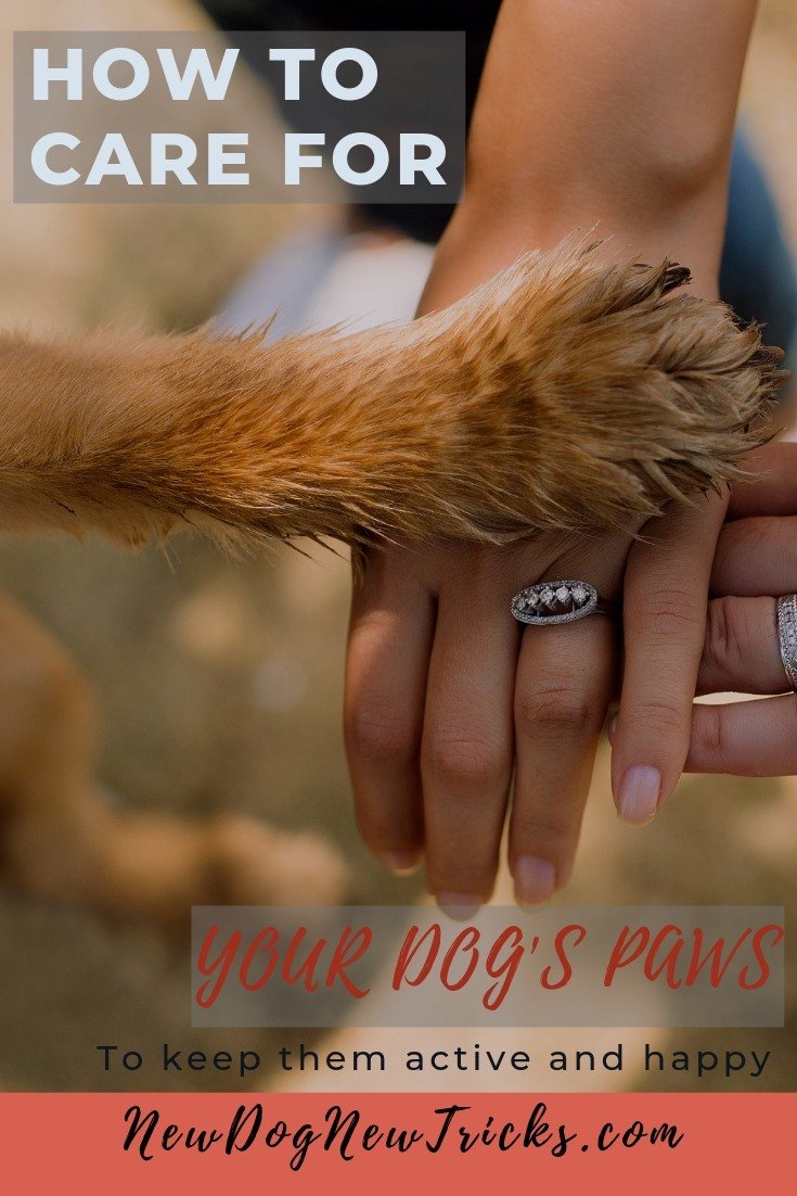 How to Care for Dog's Paws (1)