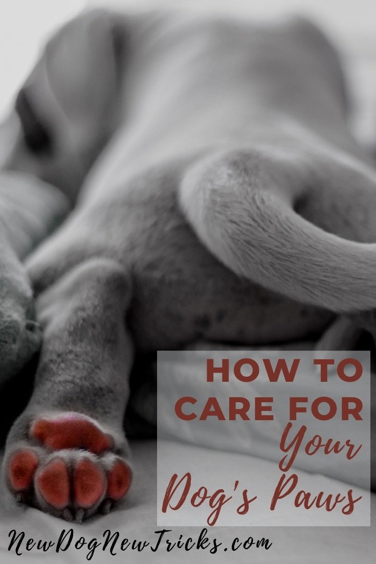 How to Care for Dog's Paws (2)
