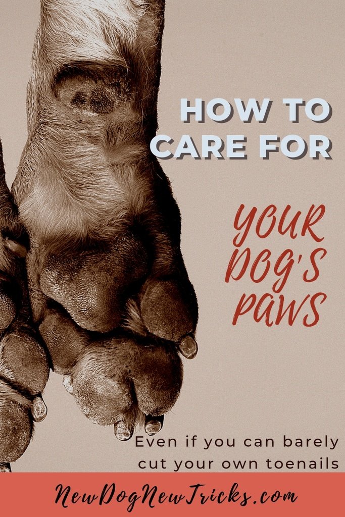 How to Care for Dog's Paws