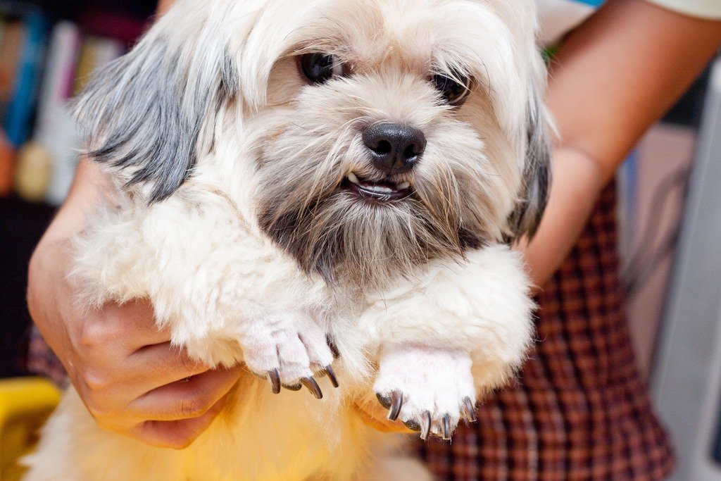 dogs paws - nails final photo