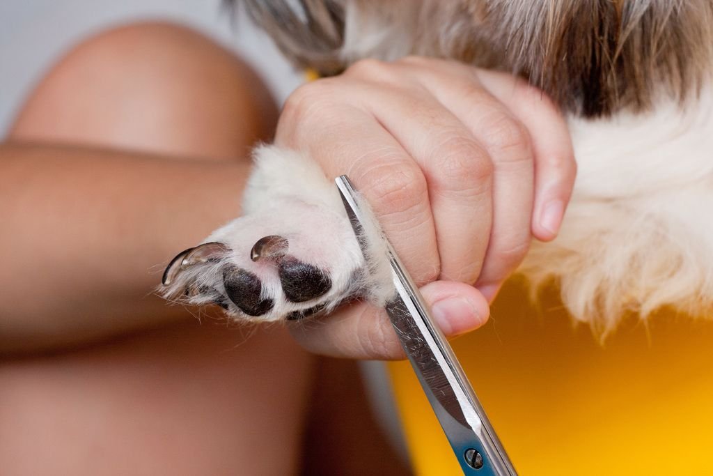 Shave Your Dog's Hair - nails photo 10