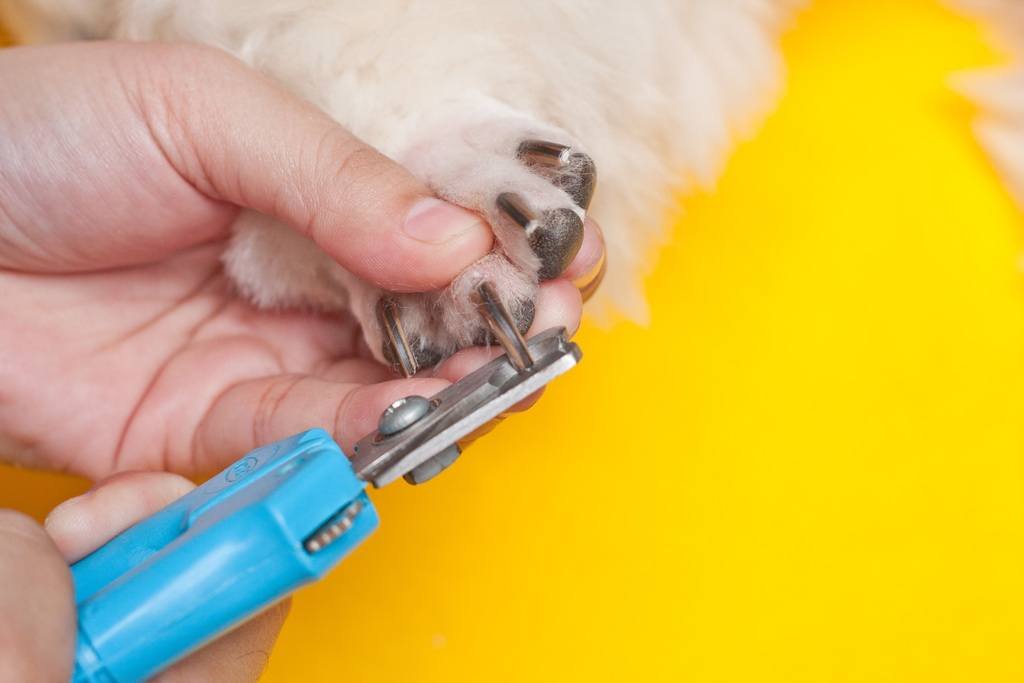 Cut Your Dog's Nails - nails photo 11