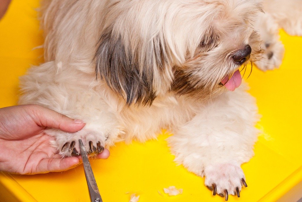 Cut Your Dog's Nails - nails photo 12