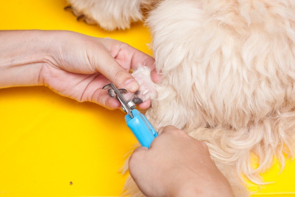 Cut Your Dog's Nails - nails photo 13
