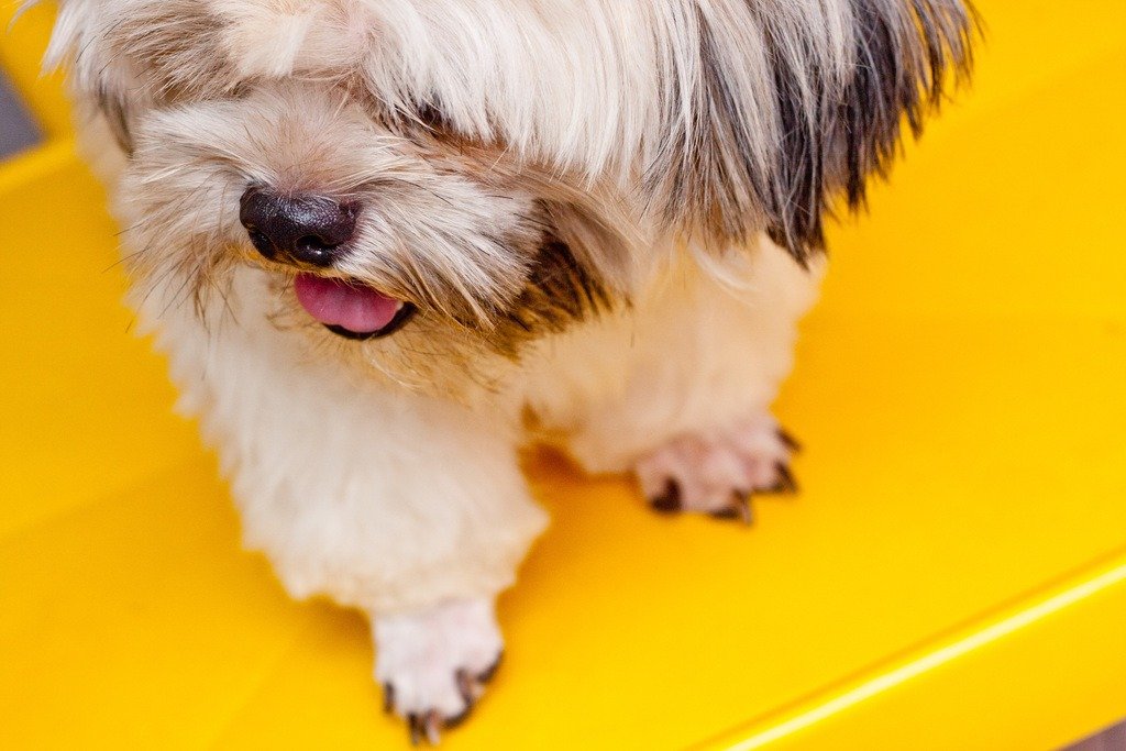 Cut Your Dog's Nails - nails photo 14