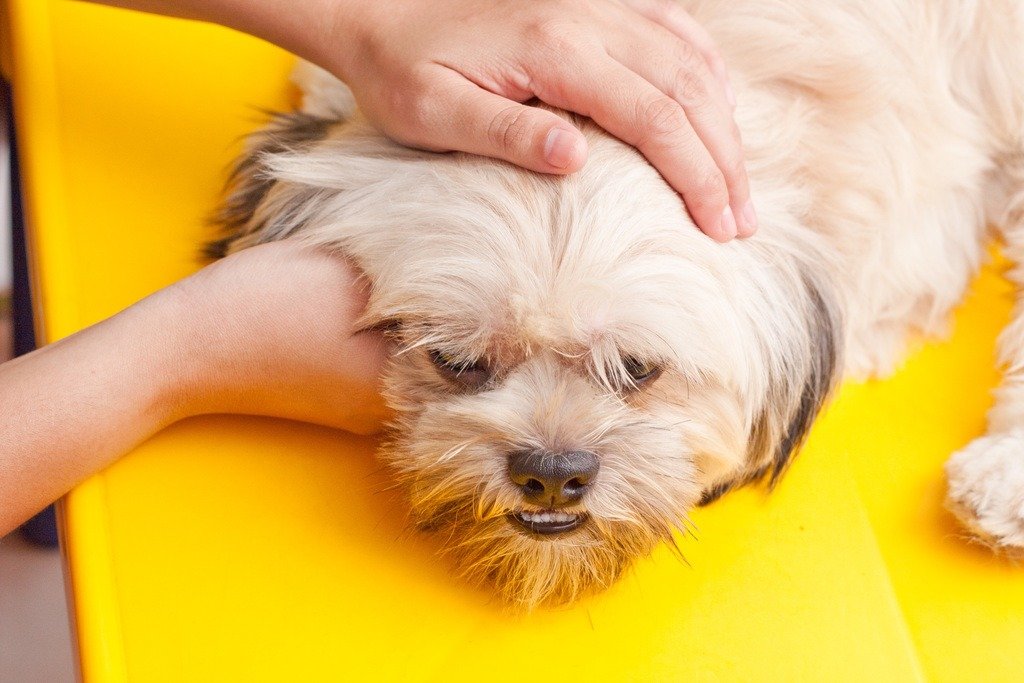 Position Your Dog - nails photo 2