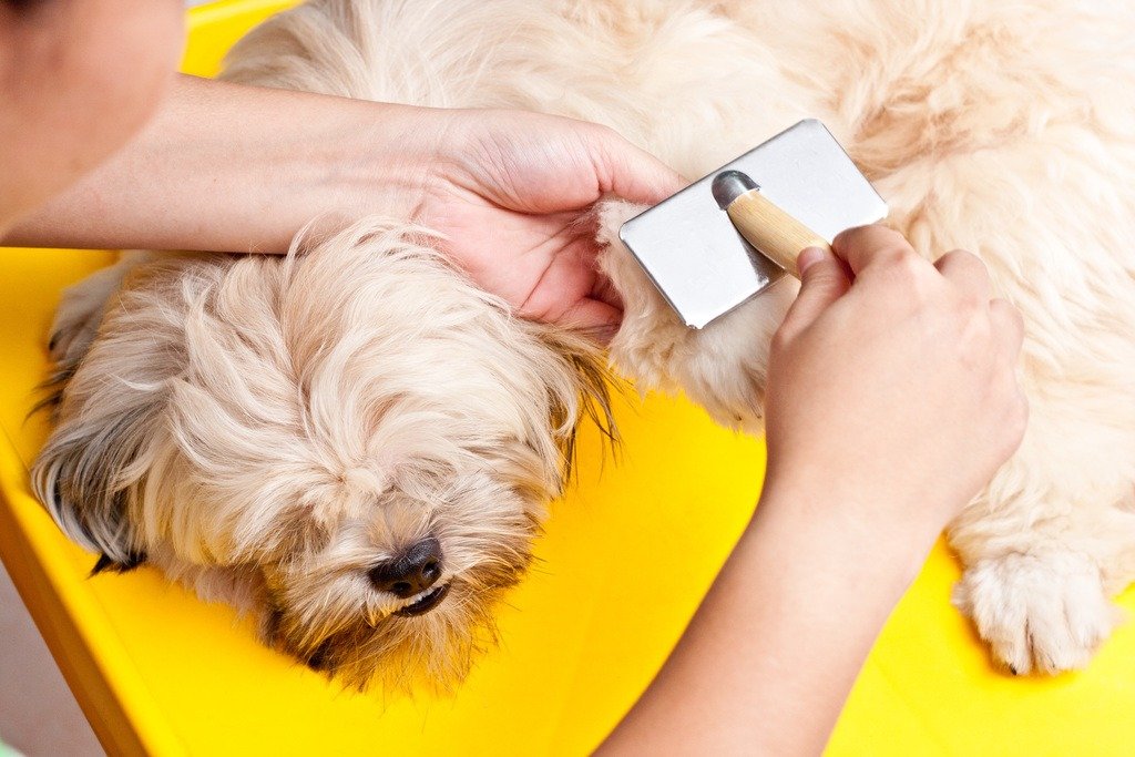 brush your dogs hair - nails photo 3
