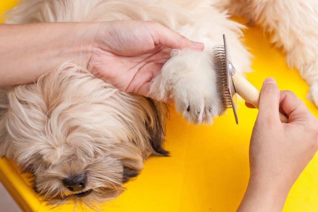 brush your dogs hair - nails photo 4