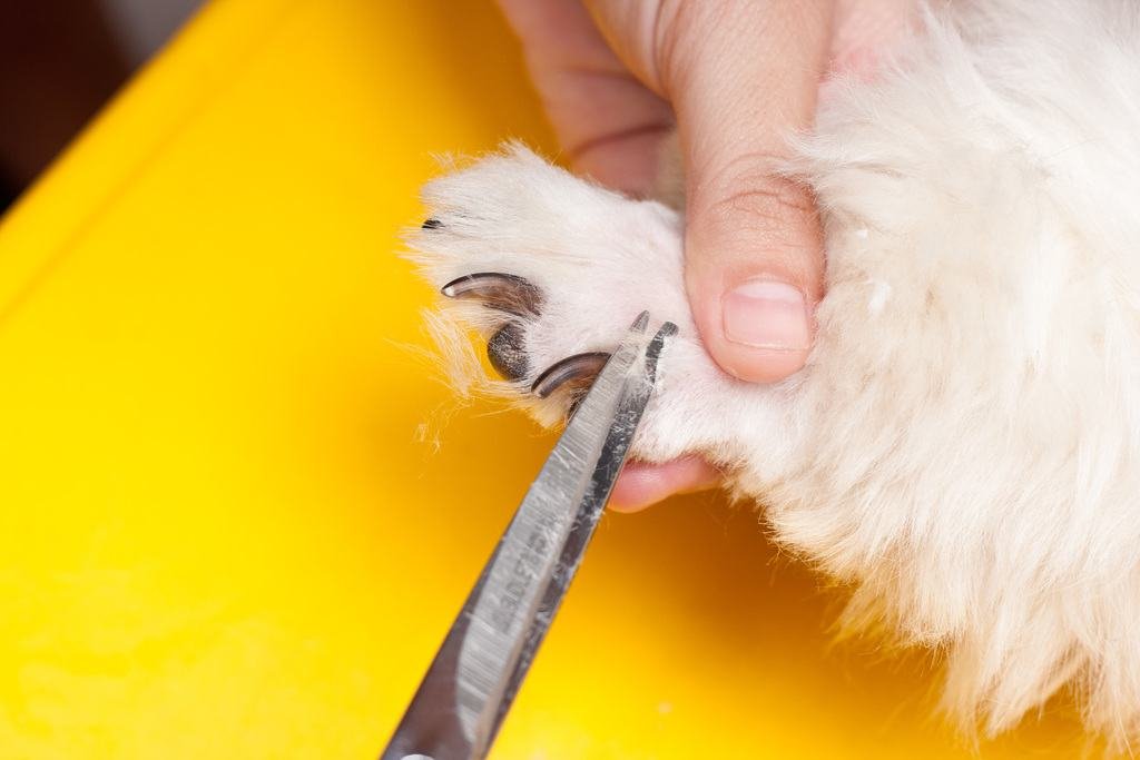 Shave Your Dog's Hair - nails photo 6