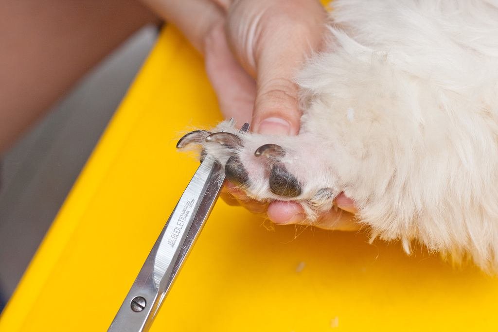 Shave Your Dog's Hair - nails photo 7