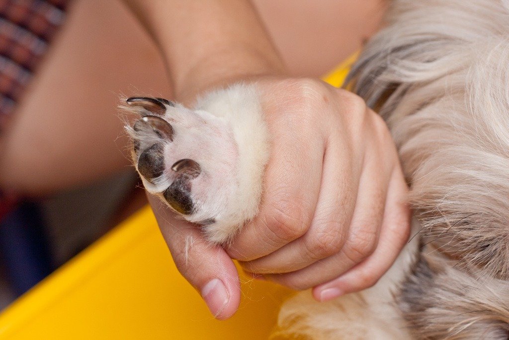 Shave Your Dog's Hair - nails photo 9